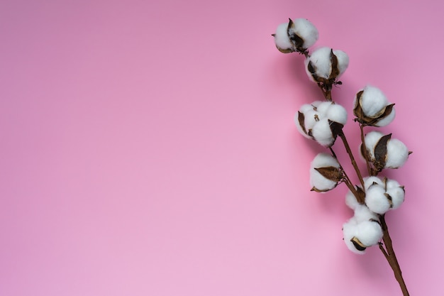 Ramo de flores de algodão em um fundo rosa.