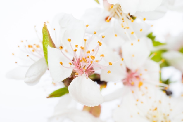 Ramo de flores de cereja brancas isoladas no fundo branco