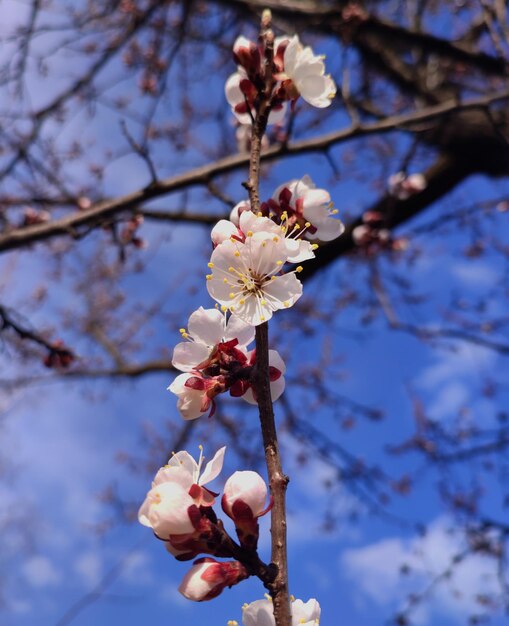 ramo de flores de cerejeira contra um céu azul claro