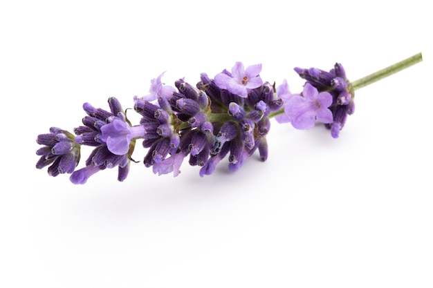 Ramo de flores de lavanda amarrado isolado na superfície branca