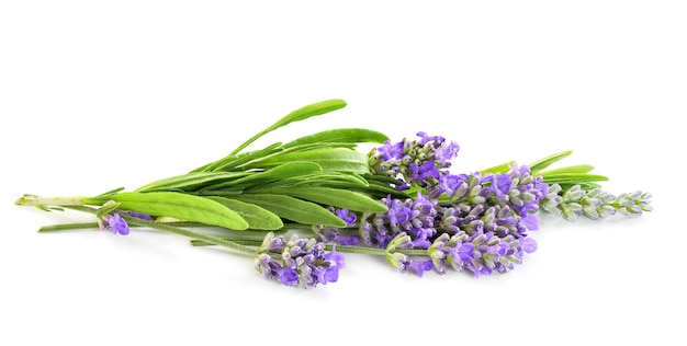 Ramo de flores de lavanda isolado no branco