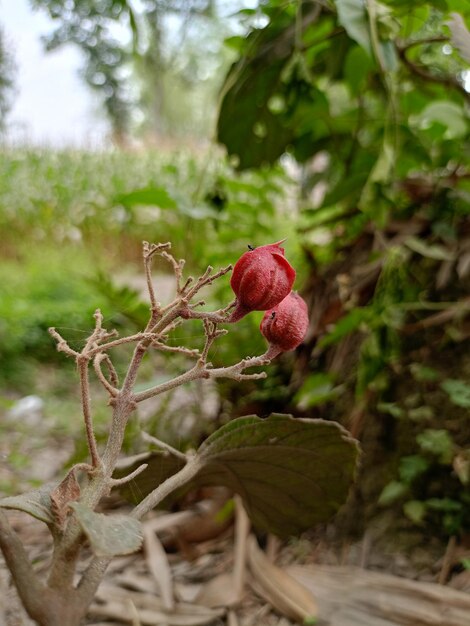 Foto ramo de flores de magnólia rosa de primavera