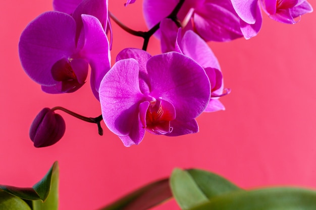 Ramo de flores de orquídea