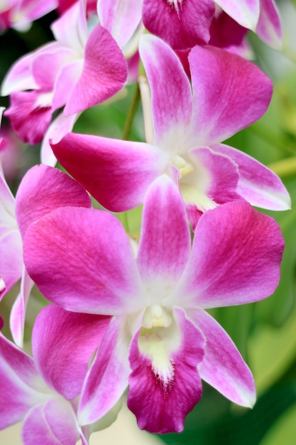 Ramo de flores de orquídeas vibrantes rosa e brancas