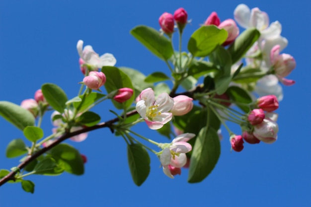 ramo de flores e botões de uma árvore frutífera contra um foco seletivo de fundo de céu azul