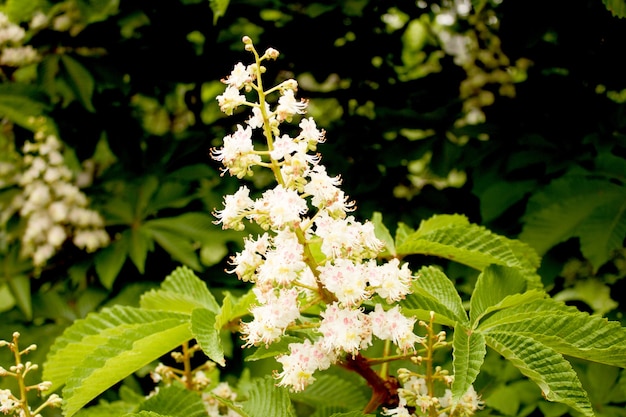 Ramo de flores em flor