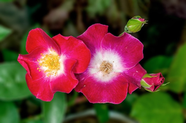 Ramo de flores em uma planta