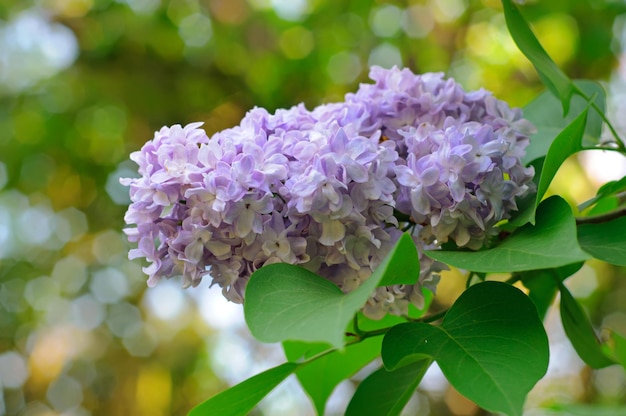 Ramo de flores lilás com as folhas