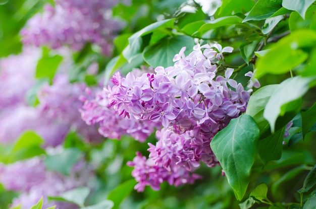 Ramo de flores lilás com folhas verdes, fundo macro natural floral, foco suave
