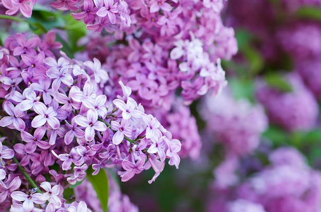 Ramo de flores lilás com folhas verdes, fundo natural floral, foco suave