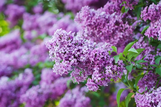 Ramo de flores lilás com folhas verdes, fundo natural floral, foco suave