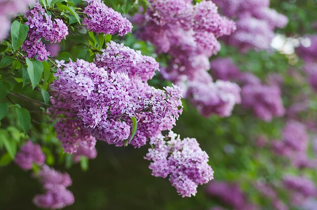 Ramo de flores lilás com folhas verdes, fundo natural floral, foco suave