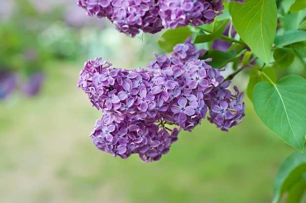 Ramo de flores lilás com fundo floral de folhas