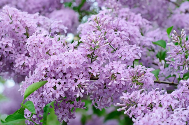 Ramo de flores lilás