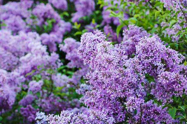 Ramo de flores lilás