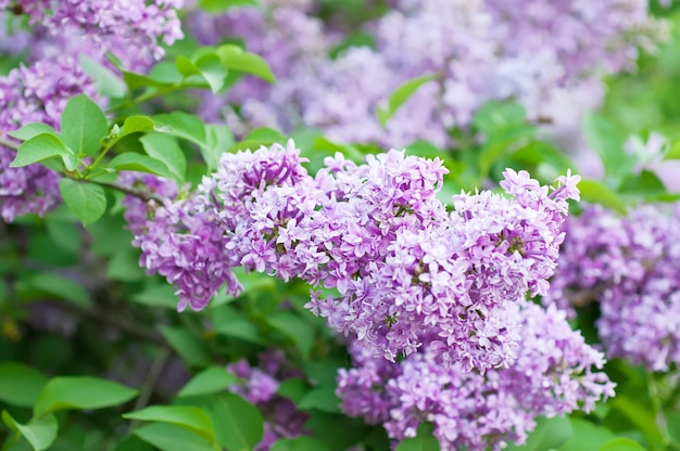 Ramo de flores lilás