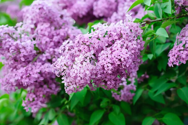 Ramo de flores lilás