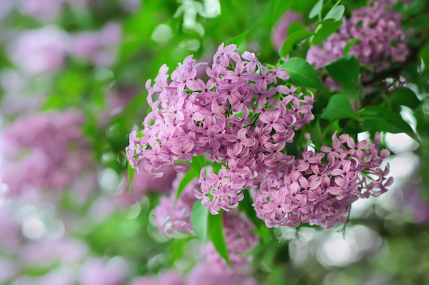 Ramo de flores lilás