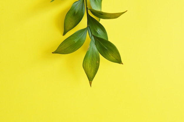 Ramo de flores verdes em fundo amarelo