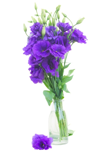 Ramo de flores violeta eustoma em vaso de vidro isolado no branco