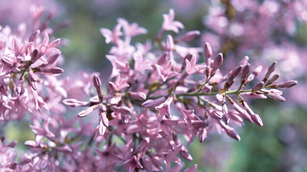 Ramo de florescimento de um lilás roxo