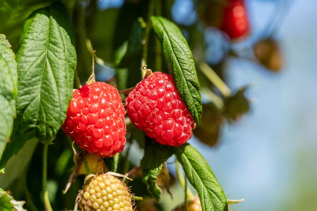 Ramo de framboesas maduras no jardim bagas vermelhas doces crescendo no arbusto de framboesa no jardim de frutas fechar