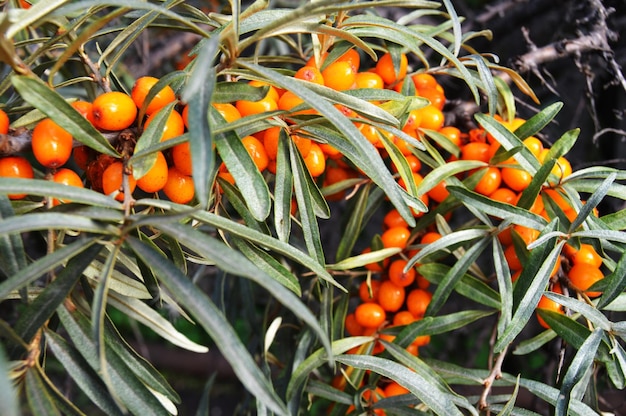 Ramo de frutas maduras de espinho-marinho laranja o conceito de alimentos saudáveis