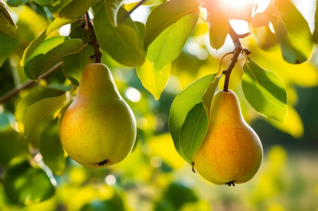 Ramo de frutas pêra Folha orgânica madura Gerar Ai