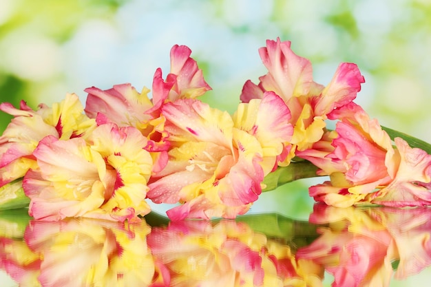 Ramo de gladíolo amarelo-rosa sobre fundo verde fechado