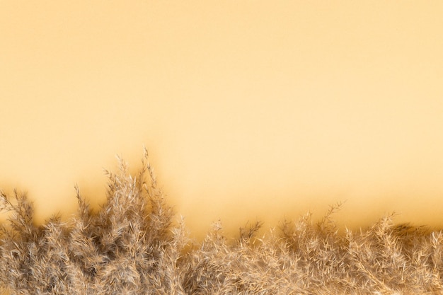 Ramo de grama dos pampas em fundo natural de fundo dourado