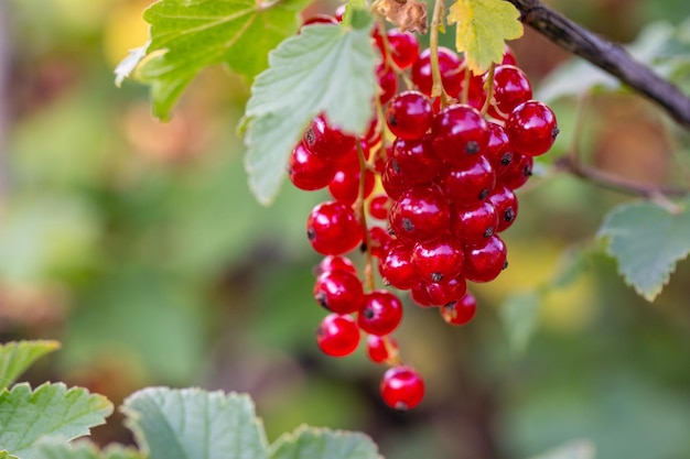 Ramo de groselha com bagas maduras e suculentas closeup Jardinagem Alimentos vegetais úteis vitaminas antioxidantes fibra