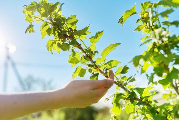 Ramo de groselha preta na mão, bagas verdes verdes no mato, primavera verão