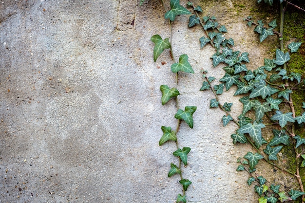 Ramo de Ivy verde contra a parede