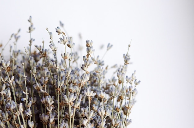 Ramo de lavanda seca close up Image