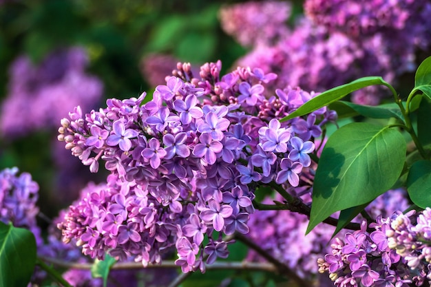 Ramo de lilás roxo florescendo no jardim