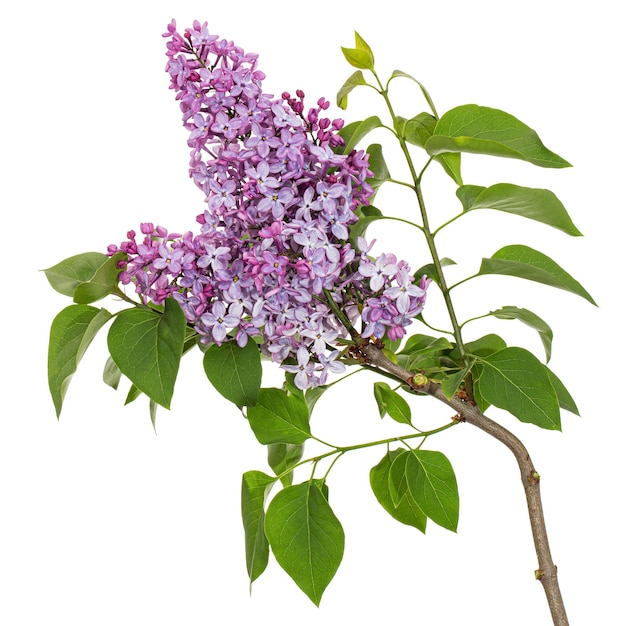 Ramo de lilases florescendo Syringa vulgaris isolado no fundo branco