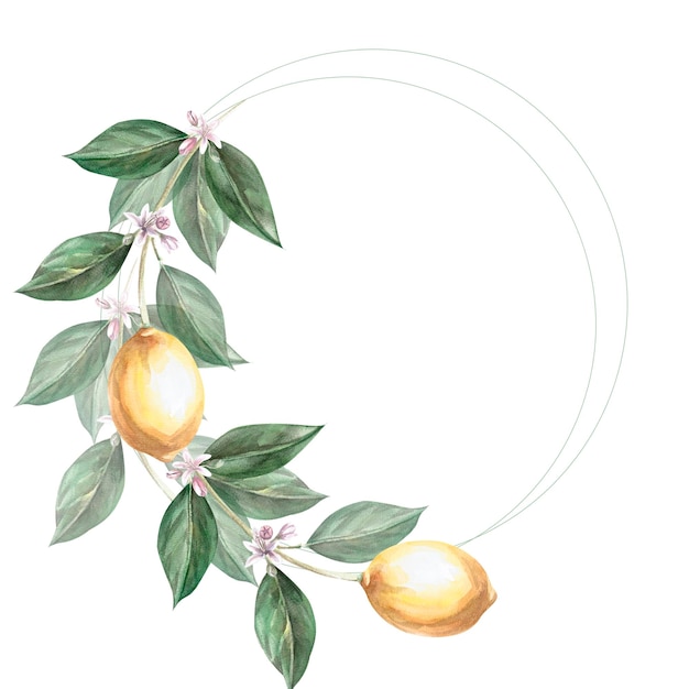 Ramo de limão decorado em uma coroa em uma ilustração de aquarela em um fundo branco Limões desenhados à mão para livros de culinária design de menu de restaurante de limonada cartões de bar