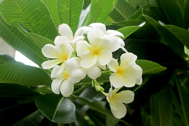 Ramo de lindas flores de frangipani brancas desabrochando na árvore