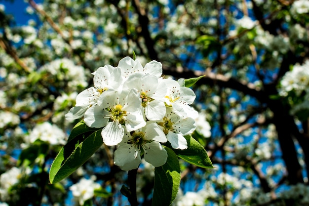 Ramo de maçã flor de árvore de pera