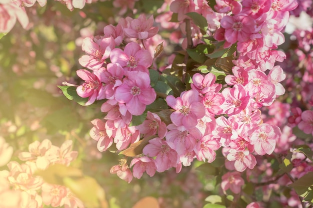 Ramo de macieira com flores cor de rosaPrimaverafoco seletivo