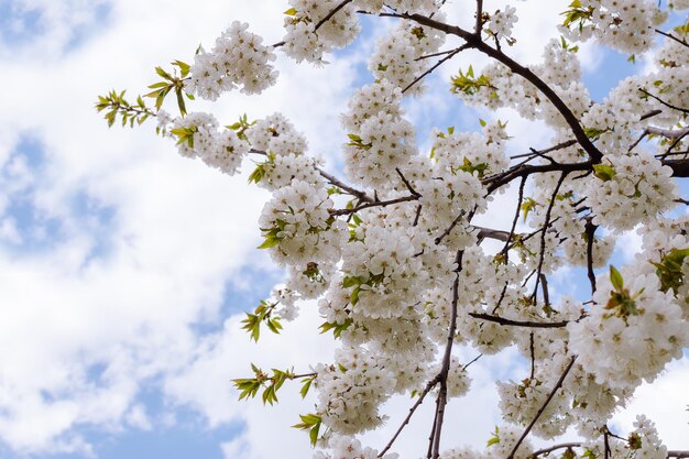 Ramo de macieira em flor contra o céu azul