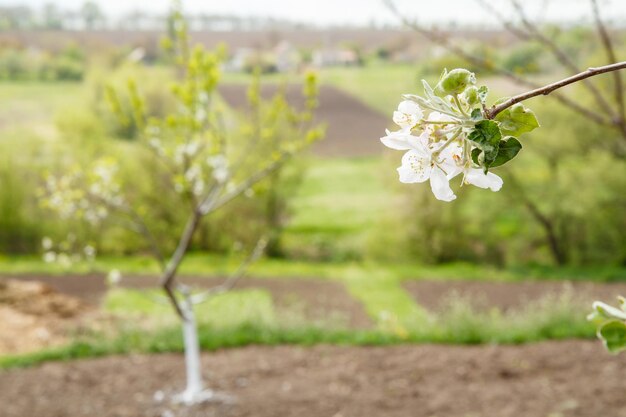 Ramo de macieira florescendo em um pomar de primavera com fundo desfocado do país