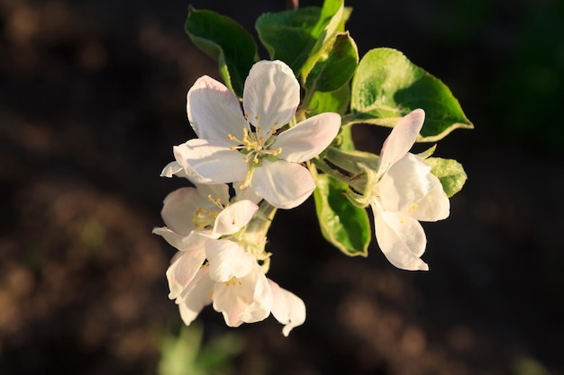 Ramo de macieira florescendo em um pomar de primavera com fundo desfocado