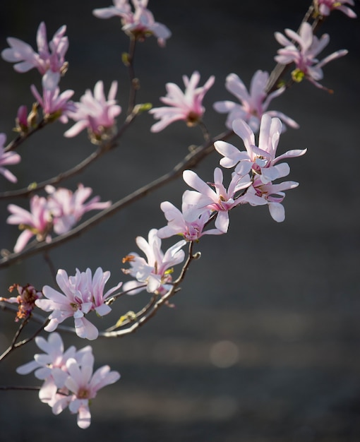 Foto ramo de magnólia com flores no escuro