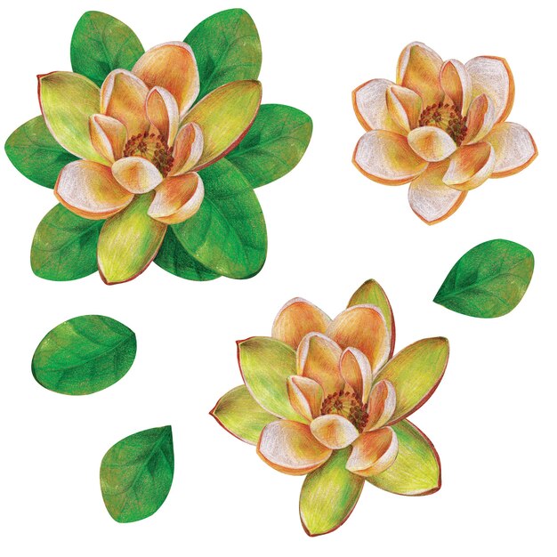 Ramo de magnólia com folhas e flor branca isolada. Mão-extraídas ilustração em aquarela.