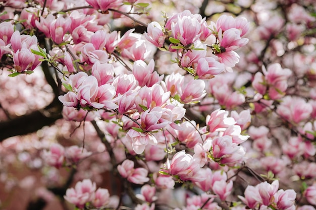 Ramo de magnólia florescendo magnólia florescente ou cerejeira japonesa decorativa