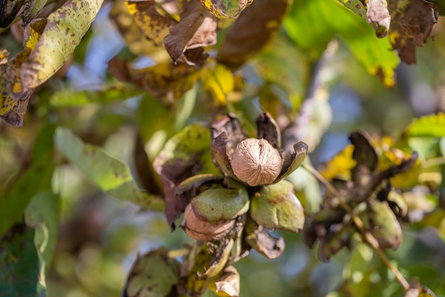 Ramo de nozes abertas maduras na árvore no jardim Cultivo de nozes no galho de uma nogueira no jardim de frutas close-up