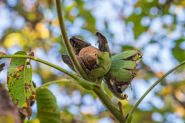 Ramo de nozes maduras abertas na árvore no jardim. cultivo de nozes no galho de uma nogueira no jardim de frutas, close-up, ucrânia