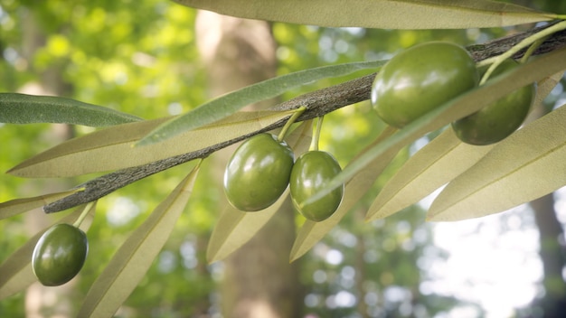 Ramo de oliveira com azeitonas e folhas em cultivo