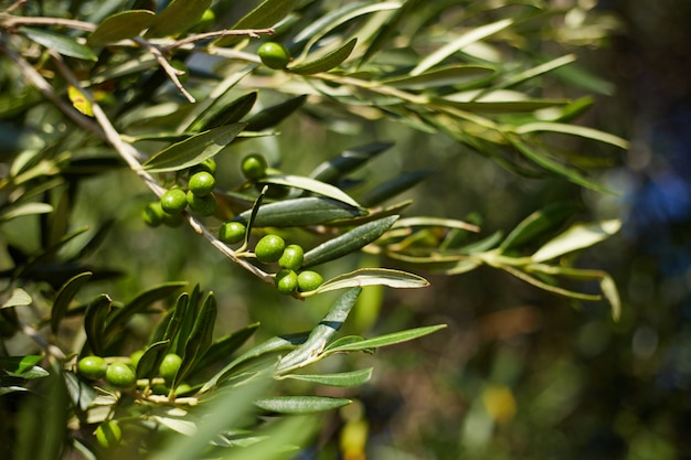 Ramo de oliveira com folhas e azeitonas verdes